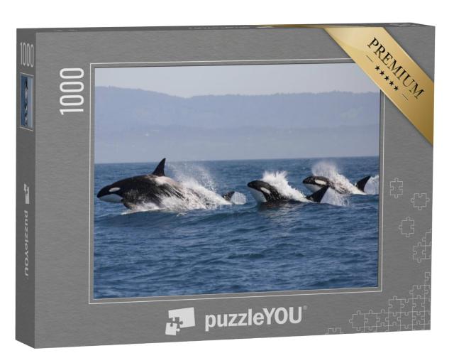 Puzzel 1000 stukjes „School orka's in de oceaan“