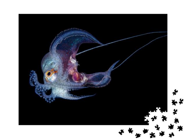 Puzzle 1000 Teile „Unterwasserfoto, blauer Oktopus, schwarzer Hintergrund “