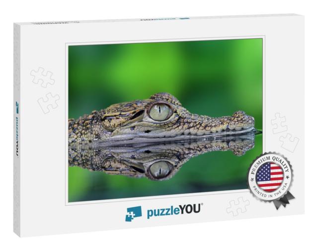 Crocodile, Crocodile in Reflection... Jigsaw Puzzle