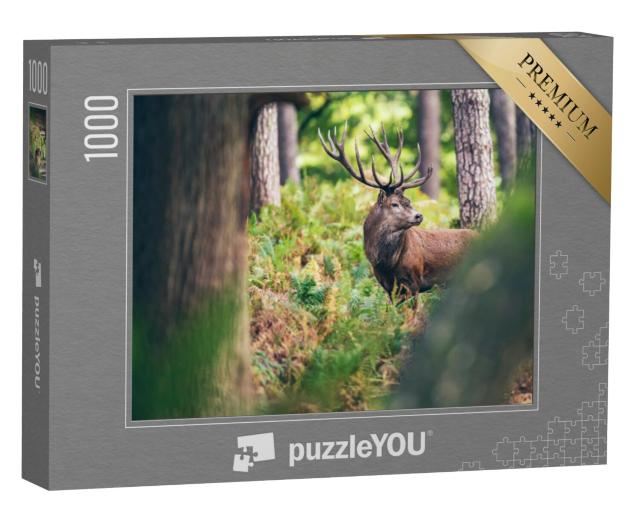 Puzzel 1000 stukjes „Edelherten tussen varens in het herfstbos“