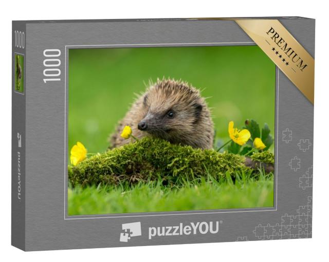 Puzzel 1000 stukjes „Een kleine egel op een groene mosheuvel“