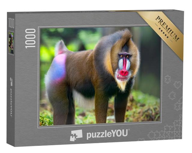 Puzzel 1000 stukjes „Portret van Mandril, bekende apen“