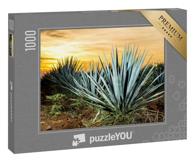 Puzzle „Tequila-Plantage, Guadalajara, Mexiko“
