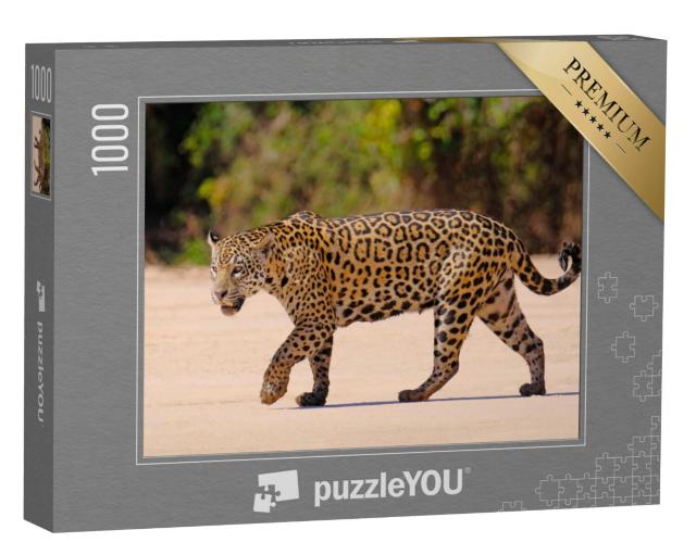 Puzzel 1000 stukjes „Vrouwelijke jaguar, Panthera Onca, Brazilië, Zuid-Amerika“