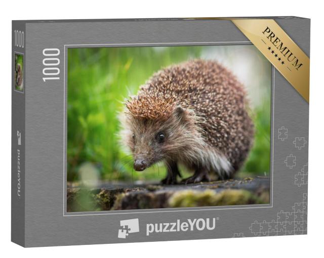 Puzzel 1000 stukjes „Een kleine egel op een boomstronk“