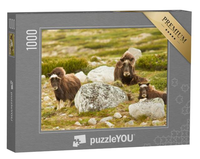 Puzzel 1000 stukjes „Muskusossen in Noorwegen“