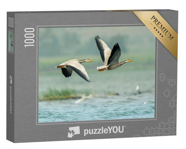 Puzzel 1000 stukjes „Witpootganzen boven de meren van Bhigwan, India“