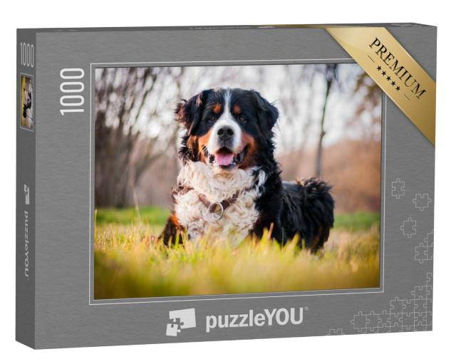 Puzzel 1000 stukjes „Een Berner Sennenhond“