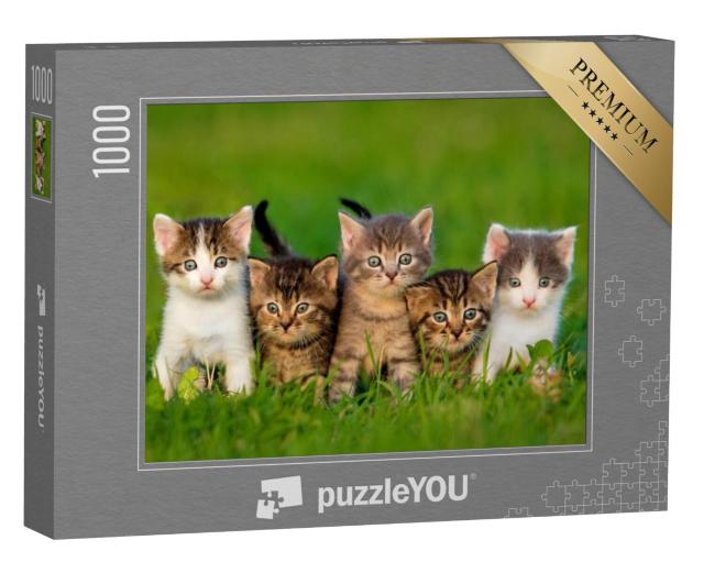 Puzzel 1000 stukjes „Vijf nieuwsgierige kittens“