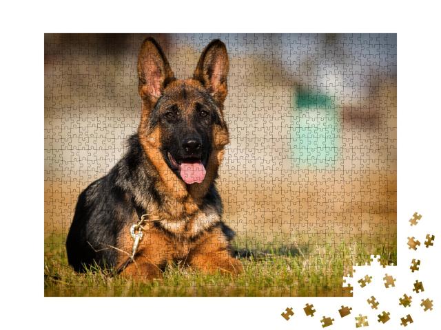 Puzzle 1000 Teile „Deutscher-Schäferhund-Welpe, Alter fünf Monate, liegt im Gras“