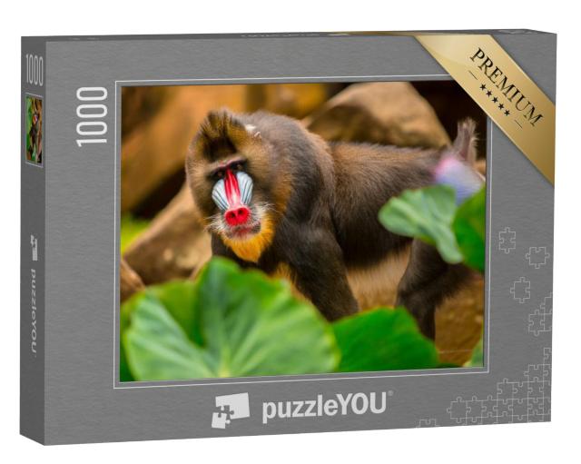 Puzzel 1000 stukjes „Een mandril met een regenbooggezicht, typisch voor de soort“