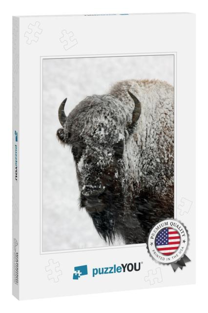 Bison Snow Yellowstone National Park... Jigsaw Puzzle
