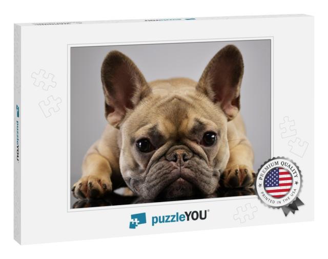 Portrait of an Adorable French Bulldog, Studio Shot, Isol... Jigsaw Puzzle