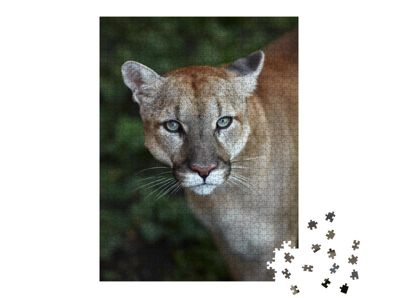 Puzzle 1000 Teile „Auge in Auge mit einem Puma“