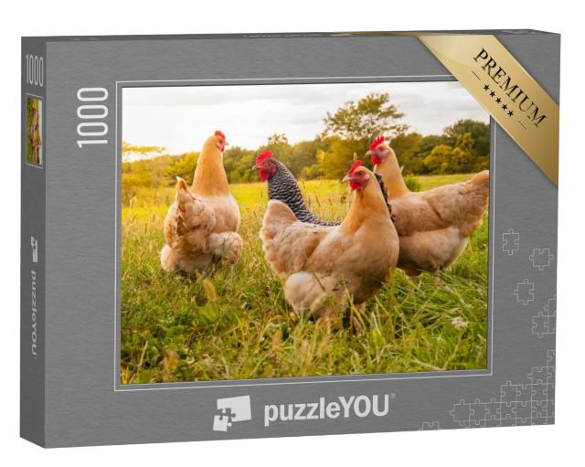 Puzzel 1000 stukjes „Kippen in de wei“