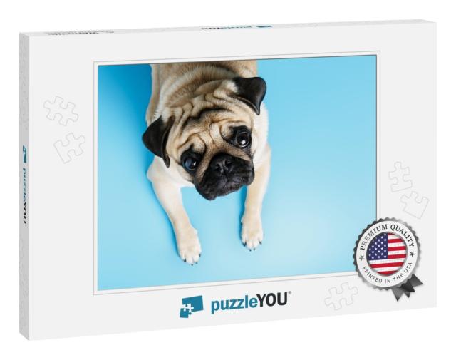 Beige Pug Dog Lies on a Blue Background & Looks Sadly At... Jigsaw Puzzle