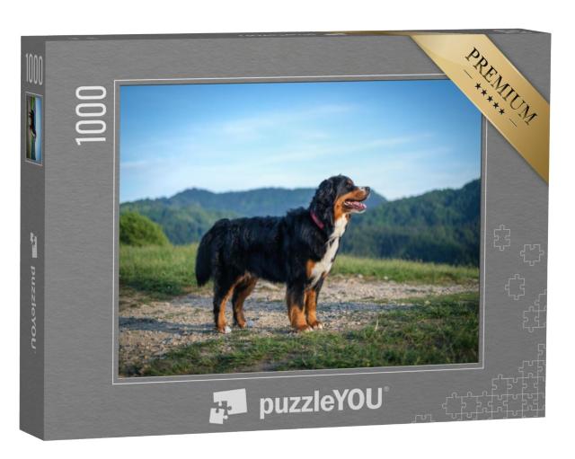 Puzzel 1000 stukjes „Een Berner Sennenhond ligt 's avonds te zonnebaden“