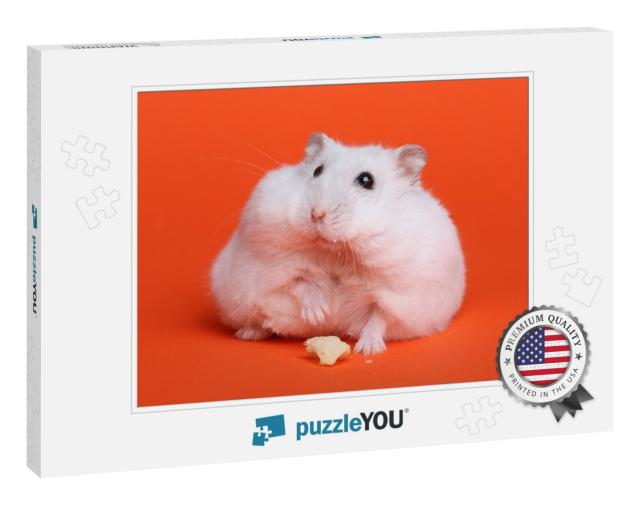 Cute Funny Hamster in Studio, on Orange Background... Jigsaw Puzzle