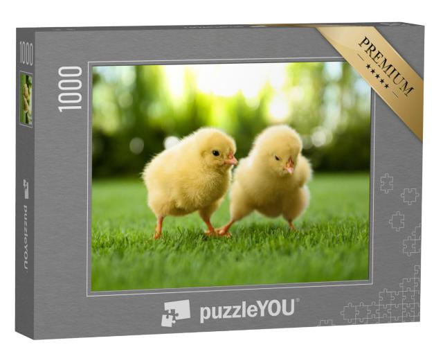 Puzzel 1000 stukjes „Twee pluizige kuikens op een groene weide“