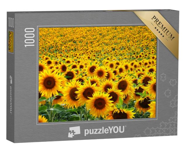 Puzzel 1000 stukjes „Zonnebloemveld“