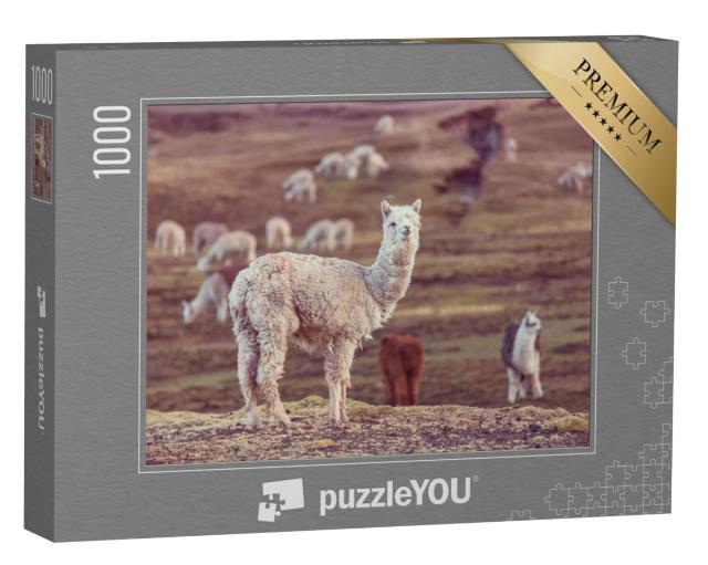 Puzzel 1000 stukjes „Een Peruaanse alpaca, Andes“