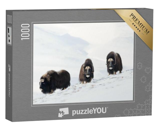 Puzzel 1000 stukjes „Drie muskusossen in het besneeuwde Dovrefjell-gebergte, Noorwegen“