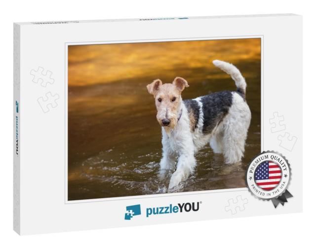 Wire Haired Fox-Terrier in Studio... Jigsaw Puzzle