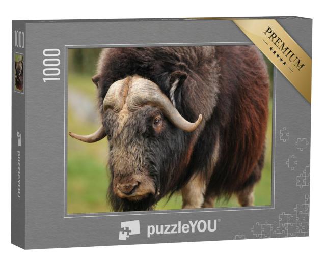 Puzzel 1000 stukjes „Portret van een volwassen muskusos“