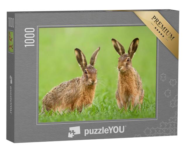 Puzzel 1000 stukjes „Twee hazen in een weiland in de lente“