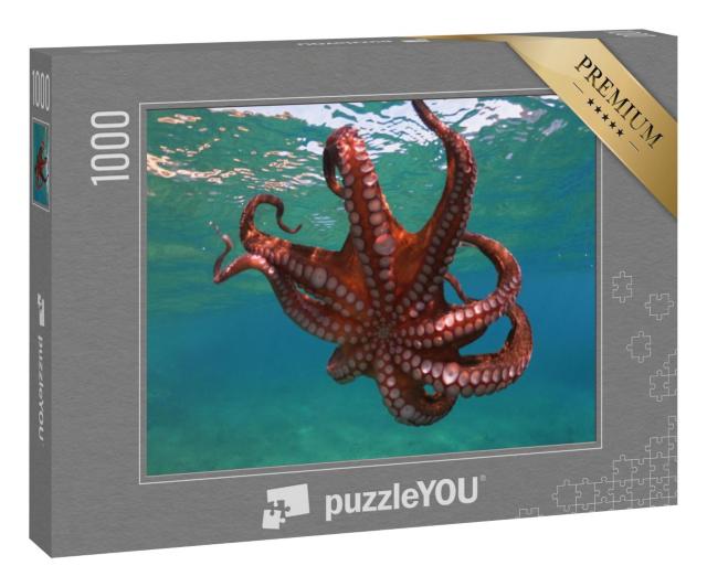 Puzzle 1000 Teile „Unterwasserfoto von schwimmendem Oktopus schwimmen in tropischer Bucht“