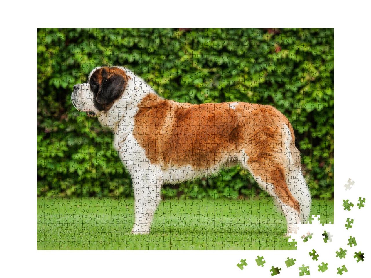 Puzzle 1000 Teile „Bernhardinerhund auf dem Rasen stehend“