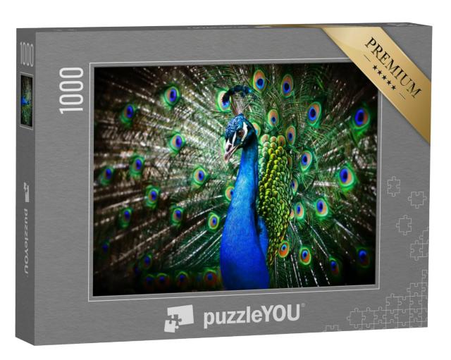 Puzzel 1000 stukjes „Portret van een mooie pauw met open wiel“