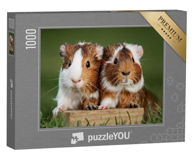 Puzzel 1000 stukjes „Twee cavia's“