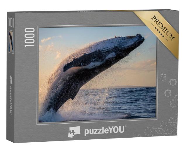 Puzzel 1000 stukjes „Close-up van een bultrug bij zonsondergang in de haven van Sydney“