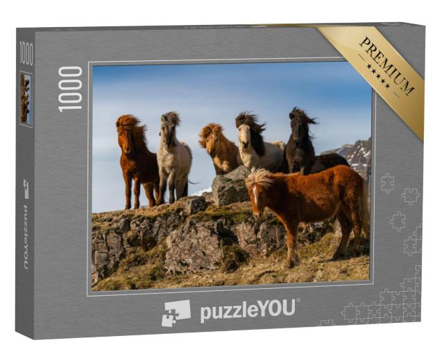 Puzzel 1000 stukjes „Een kudde IJslandse paarden in de ruige wind“