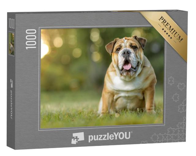 Puzzel 1000 stukjes „Engelse Bulldog“