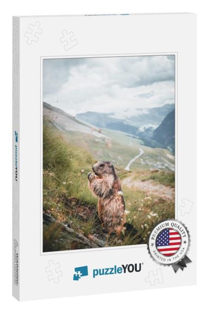 Portrait of Alpine Marmot, Marmot on a Rock in Austria... Jigsaw Puzzle