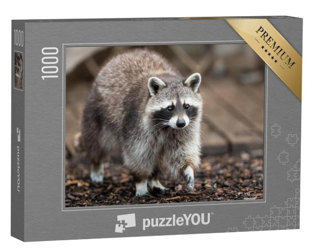 Puzzel 1000 stukjes „Een wasbeer zwerft door een tuin“