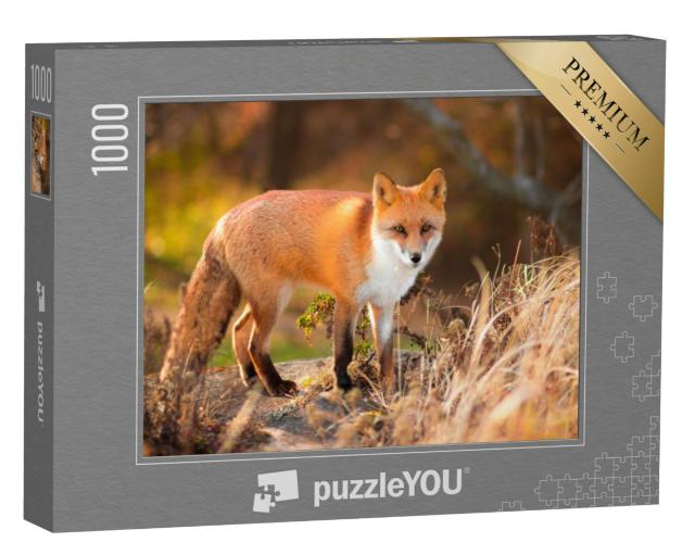 Puzzel 1000 stukjes „Rode vos in het wild“