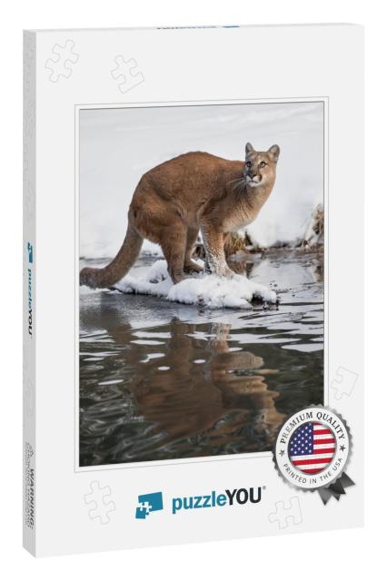 Mountain Lion At a Pond... Jigsaw Puzzle