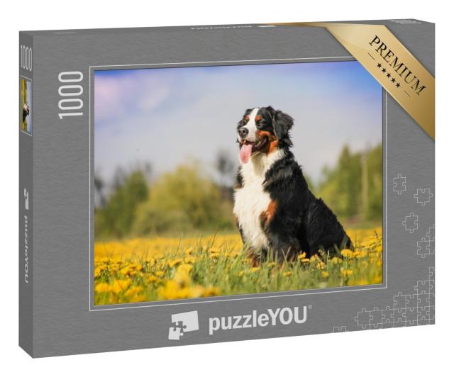 Puzzle 1000 Teile „Berner Sennenhund in schöner Frühlingsblumenwiese“