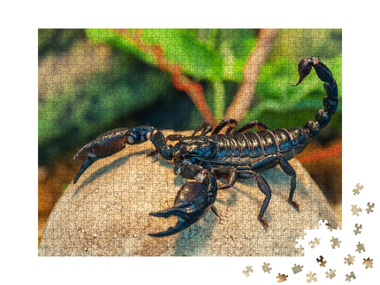 Puzzle 1000 Teile „Schwarzer Skorpion, auch bekannt als Kaiserskorpion“