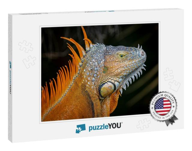 Orange Morph of an Adult Green Iguana  Iguana... Jigsaw Puzzle