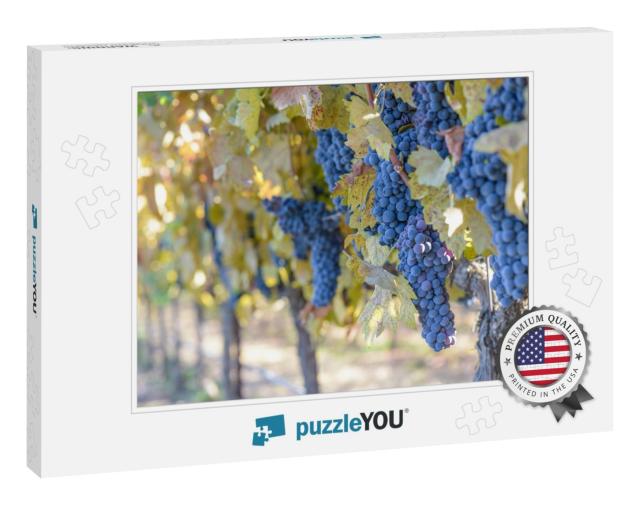 Grapes on the Vine... Jigsaw Puzzle
