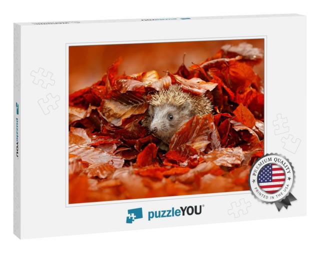 Autumn Orange Leaves with Hedgehog. European Hedgehog, Er... Jigsaw Puzzle