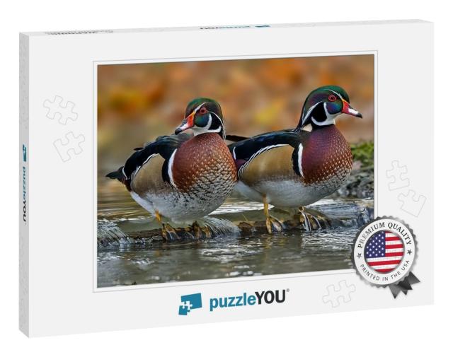 The Wood Duck or Carolina Duck is a Species of Perching D... Jigsaw Puzzle