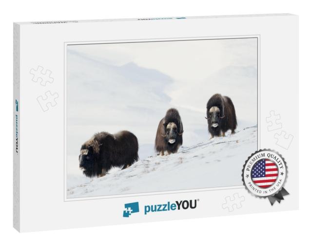 Three Male Musk Oxen Ovibos Moschatus Standing in Snowy D... Jigsaw Puzzle