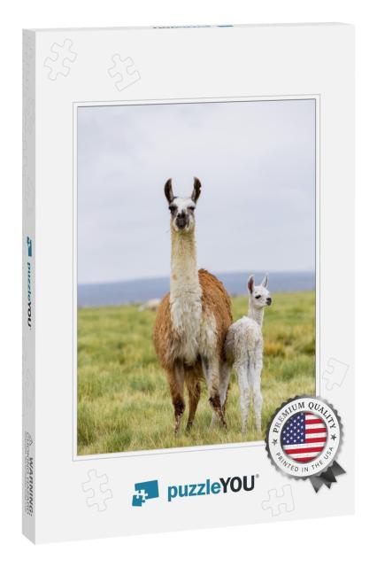 A Llama & Her Baby in the Altiplano in Bolivia... Jigsaw Puzzle