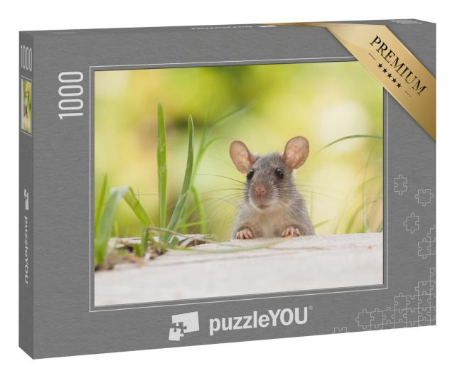 Puzzle 1000 Teile „Ratte mit großen Ohren im Freien, Hof, grünes Gras“
