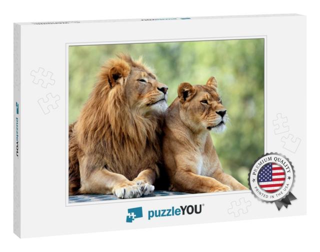 Pair of Adult Lions in Zoological Garden... Jigsaw Puzzle